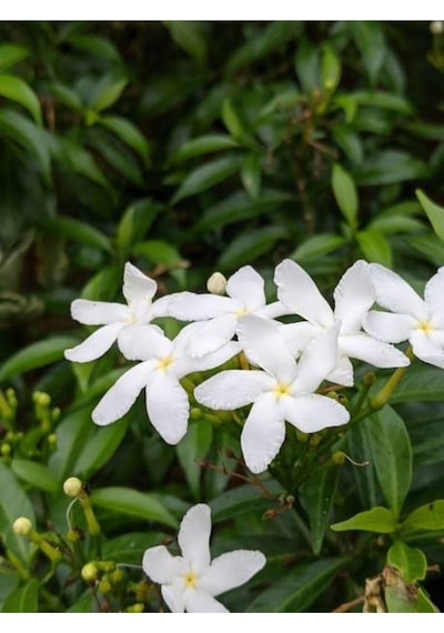 Ada Yasemini Yoğun Kokulu 70-120 Cm Saksılı/tüplü Dış Mekan Bitkileri Oleander