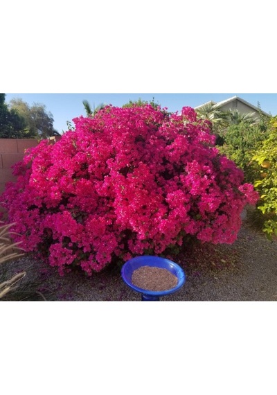Bougainvillea Glabra Çalı Begonvil Fidanı 20-40 Cm