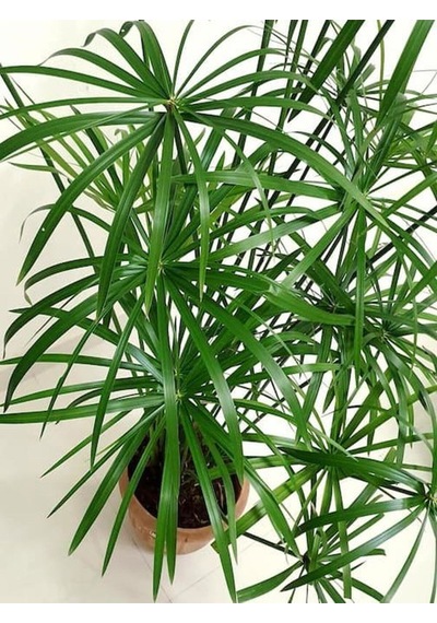 Salon Bitkisi Japon Şemsiyesi 1 Adet Saksılı 50-60cm Cyperus Alternifolius