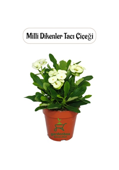 Beyaz Milii Dikenler Tacı Kaktüsü 1 Adet Saksılı 20-25cm