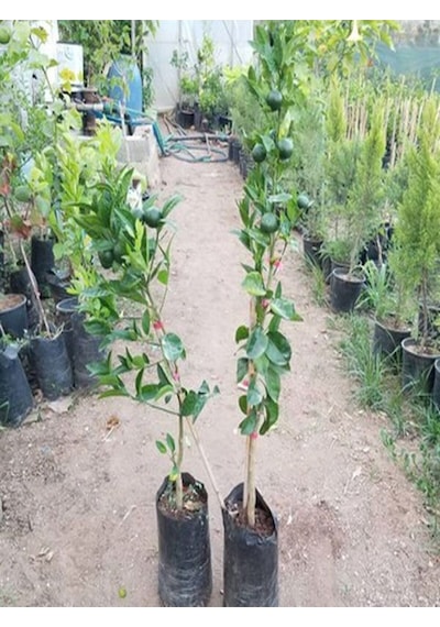 Videolu Ferah Kokulu 1 Adet Primasol Mandalina Fidanı 120-180cm Saksılı\tüplü Primasol Mandarin