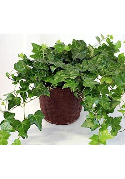 Mini Hedera Salon Sarmaşığı Hedera Helix Green 5 Adet