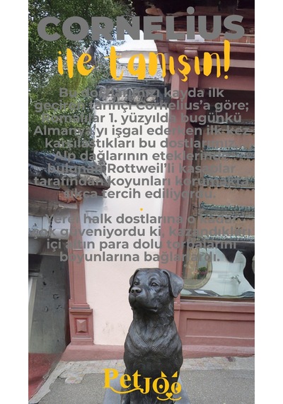 Petjoo 20.Cornelius Sarı-Gri Qr'lı Köpek Künyesi