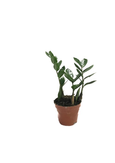 Zamia Zamioculcas (Zeze Çiçeği) Ø10,5 CM Y20-25 CM
