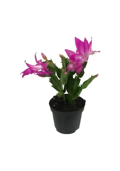 Schlumbergera - Yılbaşı Çiçeği Pembe Renk - 878010233