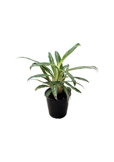 Aglaonema 'zebra Feathers' Çin Herdemyeşili