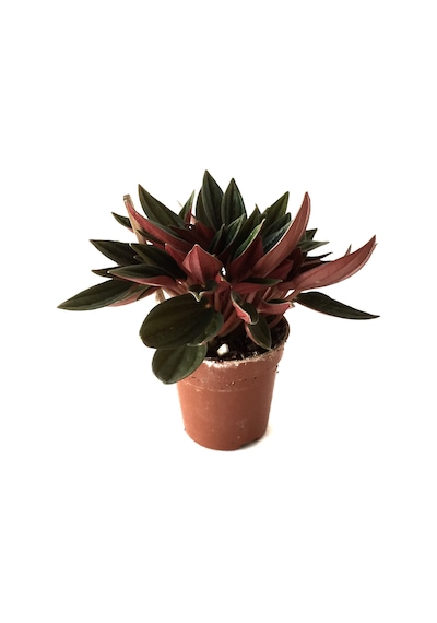Peperomia Caperata (Zümrüt Dalgası Çiçeği) Ø5,5 CM H0-10 CM