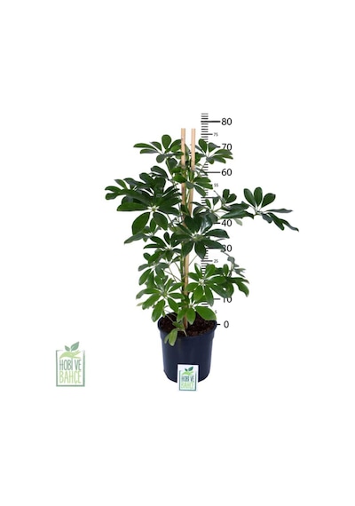 Yeşil Şeflera Schefflera Arboricola Nora - Bitki Boyu 60-80 Cm