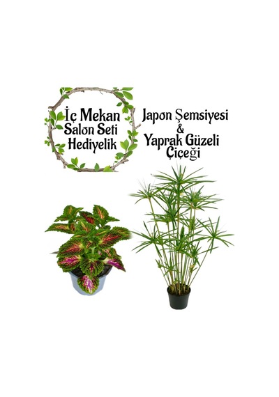 Japon Şemsiyesi 40-60cm 1 Adet Saksılı+yaprak Güzeli Çiçeği 1 Adet Saksılı Salon Seti