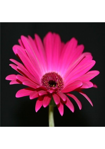 Kırmızı Gül Ve Gerbera Doğal Taş Bardak Altlığı 4'lü Set Taş Kırmızı