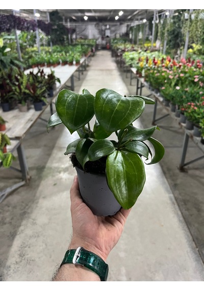 Hoya Quinquenervia (Mum Çiçeği) Ø12 CM Y15-20 CM