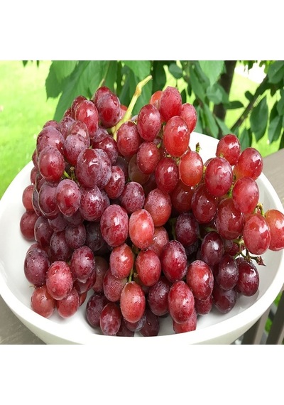 Tüplü Aşılı Çekirdeksiz Flame Seedless Üzüm Fidanı