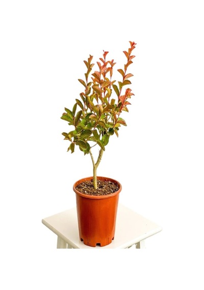 Kokulu Leylak Çiçeği Fidanı 1 Adet Saksılı 30-60cm+mor Oya Fidanı 30-60cm