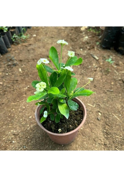 Videolu Milli Dikenler Tacı Çiçeği Beyaz 25 40 Cm Saksılı Mega Boy Euphorbia