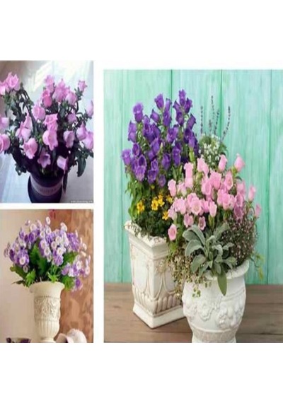 Light Blue Campanula Çan Çiçeği Tohumu 100 Tohum
