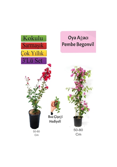 Kırmızı Oya Ağacı+ Pembe Begonvil+ Buz Çiçeği Hediyeli