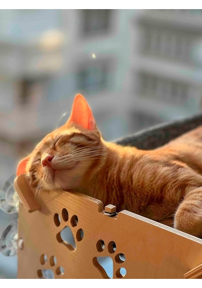 Cama Yapışan Kedi Yatağı