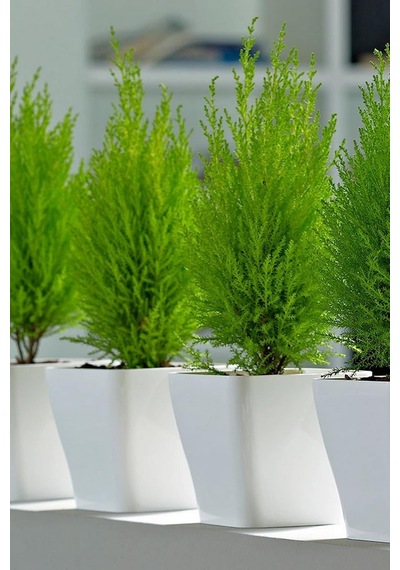 Dashing Look Limon Çamı Ağacı Tohumu / 5 Adet Tohum Th-2022dshnglkthm226