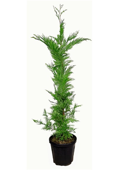 Melez Servi Leylandi Fidanı 40 Cm X 10 Ad