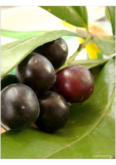 2 Yaşında Karayemiş Fidanı Prunus Laurocerasus Sağlıklı Ve Uz