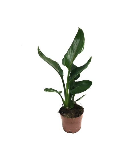 Strelitzia Reginae (Cennet Kuşu Çiçeği) Ø12 CM Y35-40 CM