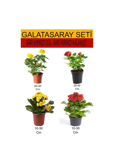 4'lü Takımseti Sarı- Kırmızı Gül+ Sarı-kırmızı Kalanşo Çiçeği