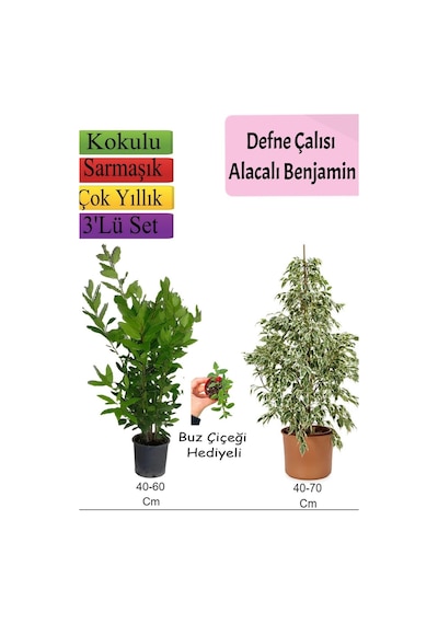 Beyaz Alacalı Benjamin Bitkisi+ Defne Çalısı+ Buz Çiçeği