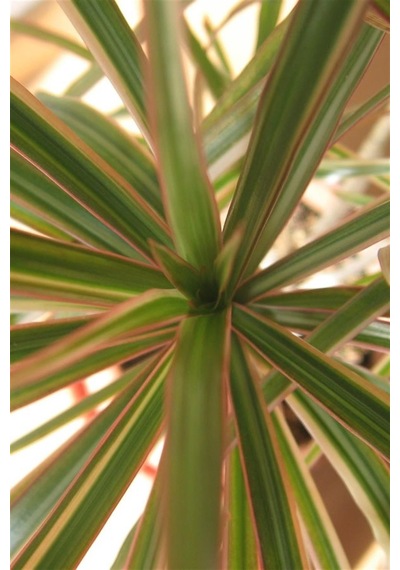 Dresena (2 kök-100 cm)