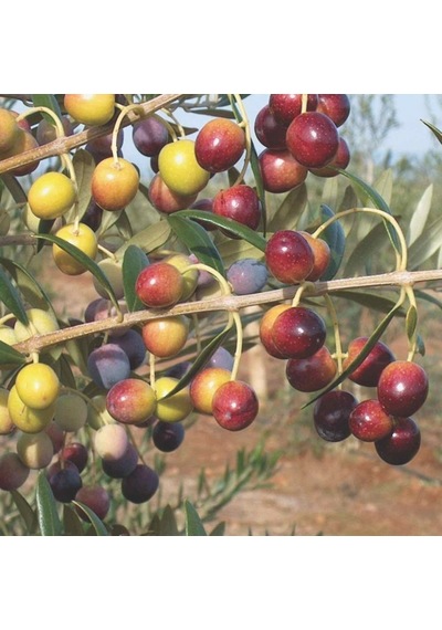 Tüplü Tam Bodur Saksıda Yetişebilen Arbosona Zeytin Fidanı
