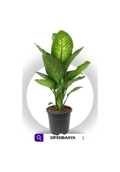 Dieffenbachia - Difenbahya Tropic Snow 70-90 Cm Boyunda Üretim Saksısında