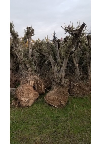 Anıt Zeytin Ağacı 30 Yaş