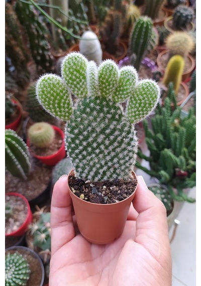 Opuntia Microdasys Albata Tavşan Kulağı Kaktüs Tekli Kaktüs 5.5cm
