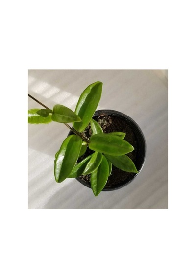 Hoya Carnosa Mum Çiçeği Fidanı 10-20 Cm