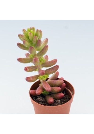 Sedum Rubrotinctum Jelibon Sukulent 180 Adet