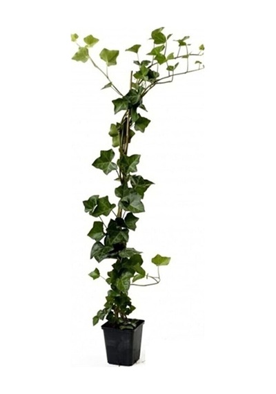 Büyük Yapraklı Duvar Sarmaşığı Hedera 50 - 60 Cm, Saksıda