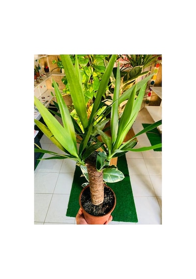 Yucca Massengena Bitkisi Yufka Salon Bitkisi