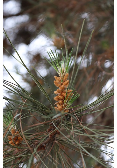Tüplü Fıstık Çamı Fidanı Pinus Pinea - Bahçe Ve Peyzaj İçin 4 Mevsim Dikilebilir Canlı Çam Ağacı Fidanı