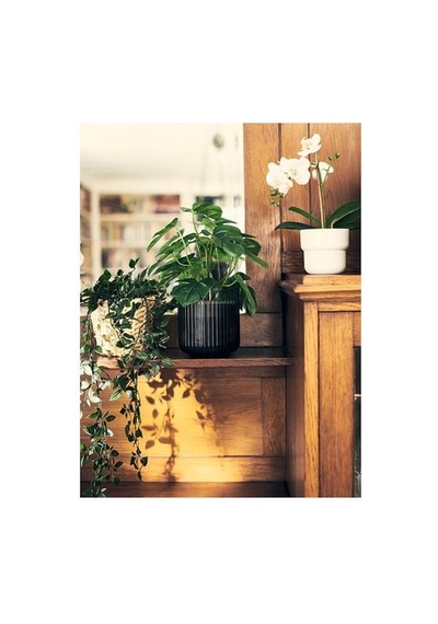 Ikea Fejka Yapay Bitki, Yeşil, 12 Cm, İç-dış Mekan Monstera