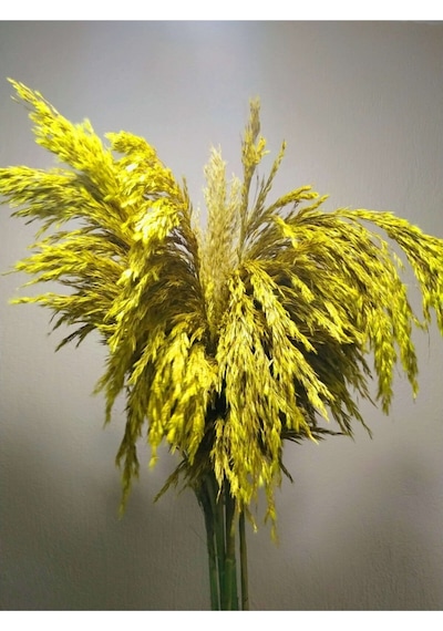 Büyük Demet Pampas Sarı 100cm Boyunda 8'li