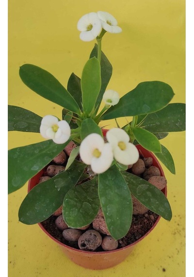 Videolu Milli Dikenler Tacı Kaktüs 1 Adet 3 Farklı Renk Saksılı 20-40cm Euphorbia