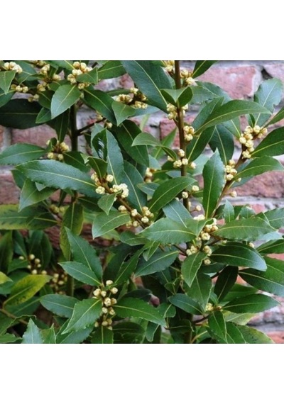 1 Adet Defne Fidanı 10-20 Cm Laurus Nobilis