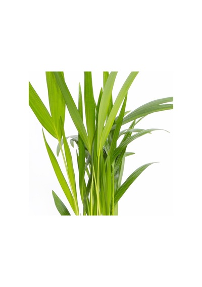 Şamadora Dağ Palmiyesi 20-40 Cm Yeşil