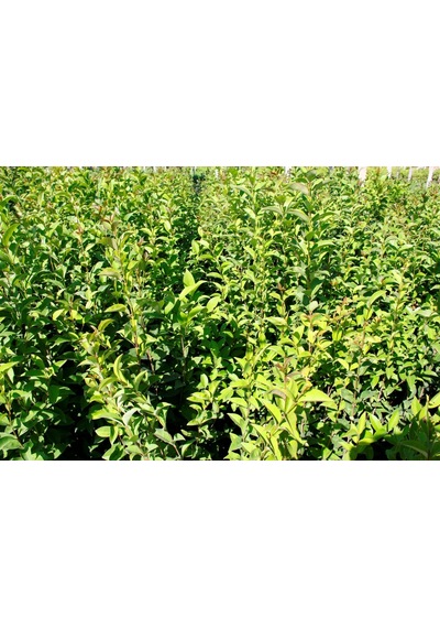 Ligustrum Kurtbağrı 10 Adet 100-120 Cm - Çit Bitkisi Büyük Boy