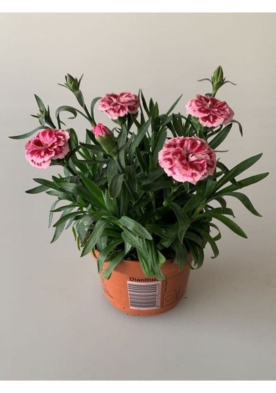 Kokulu Pembe Ebruli Karanfil Çiçeği 15-25 Cm Saksılı Bahçe Balkon Çiçeği