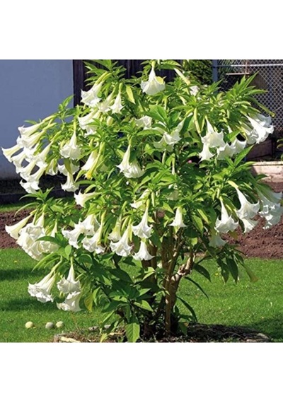 Angel Trumpet Çiçeği Tohumu Melek Borazanı Çiçeği Tohumu Eklm Seti 5 Adet Tohum+ Saksı + Toprak