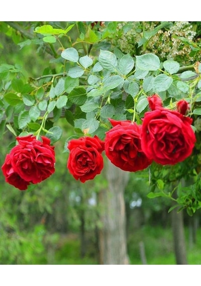 Videolu Kırmızı Sarmaşık Gül Fidanı 3 Adet Tüplü\saksılı 80-150 Cm Red Climbing Rose Sapling