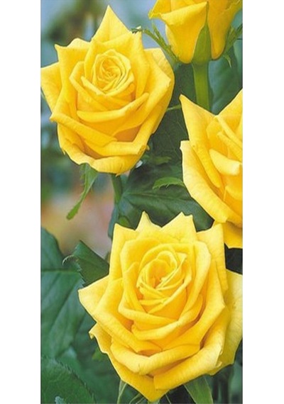 Londra Sarı 1 Adet Gül Fidanı Saksılı 50-70cm Yellow Rose