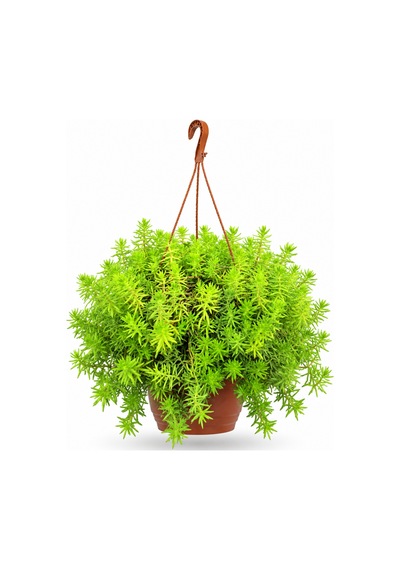Makrome Sarı Sedum - Askılı Balkon Bitkisi