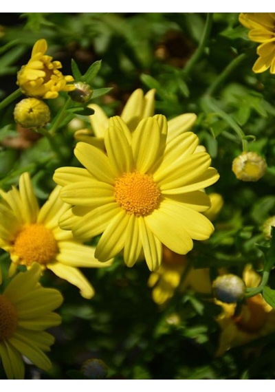 Yere Yayılan Sarı Çalı Papatyası 1 Adet Saksılı/ Tüplü 20-40 Cm Yellow Daisy Bush