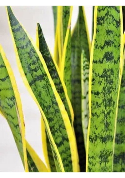Sarılı Kılıç Çiçeği Fidanı 20-40cm Saksılı Çiçekli Bodur Bitkiler Sansevieria Trifasciata